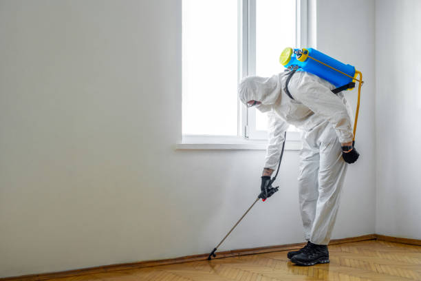 Best Local Pest Control Services  in Antwerp, OH