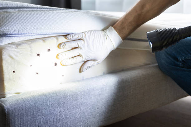 Best Termite Control Services  in Antwerp, OH